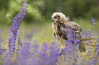 sitting Eurasian Eagle Owl