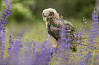 sitting Eurasian Eagle Owl