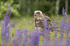 sitting Eurasian Eagle Owl