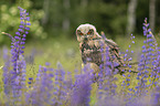 sitting Eurasian Eagle Owl