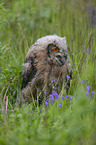 Eurasian Eagle Owl on a meadow
