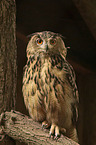 eagle owl