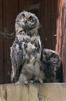 young eagle owls