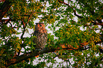 eagle owl sits on a tree