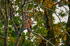 eagle owl sits on a tree 