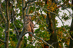 eagle owl sits on a tree 