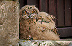 young eagle owl