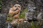 young eagle owl