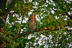 eagle owl sits on a tree