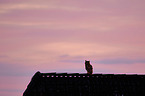 eagle owl sits on roof