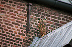 eagle owl sits on roof