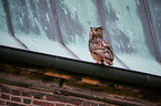 eagle owl sits on roof