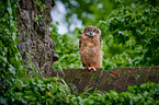 young eagle owl