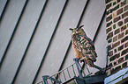 eagle owl sits on roof