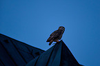 eagle owl sits on roof