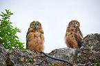 two young eagle owls