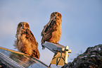 two young eagle owls