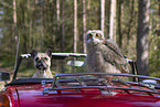 young eagle owl