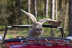 young eagle owl