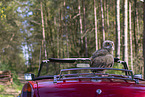 young eagle owl