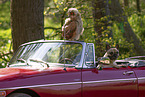 young eagle owl