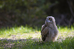 young eagle owl