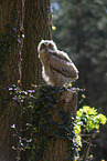 young eagle owl