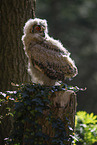 young eagle owl