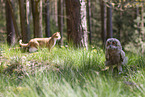 eagle owl with cat