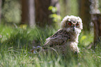 young eagle owl