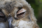 young eagle owl