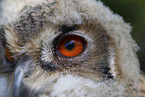 young eagle owl