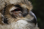 young eagle owl