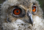 young eagle owl