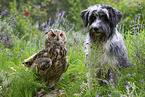 eagle owl