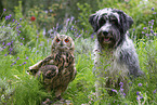 eagle owl