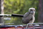 young eagle owl