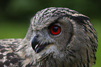 Eurasian eagle owl