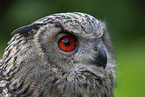 Eurasian eagle owl