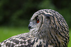 Eurasian eagle owl