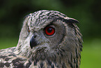 Eurasian eagle owl