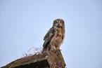 eagle owl