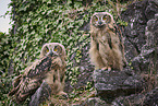 2 young eagle owls