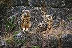 2 young eagle owls