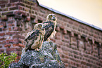 2 young eagle owls