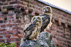 2 young eagle owls