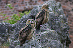 2 young eagle owls