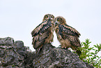 2 young eagle owls