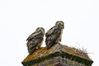 2 young eagle owls