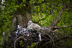 eagle owl